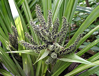 Astelia nervosa photographed in fruit at Abbotsbury Gardens, Dorset, UK