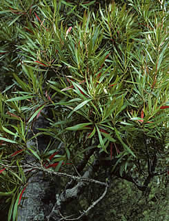 Beilschmiedia tawa photographed at Tall Trees Farm, Hamilton, North Island, New Zealand