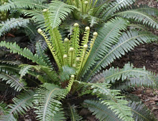 Blechnum discolor photographed at Logan Botanic Garden, Stranraer, Scotland, UK