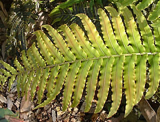 Blechnum novae-zelandiae photographed at Logan Botanic Garden,  Stranraer, Scotland, UK