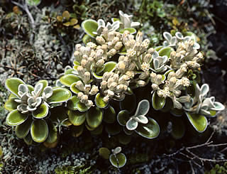 Brachyglottis bidwillii photographed at Tongariro National Park, North Island, New Zealand