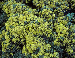 Brachyglottis cassinioides photographed at Governors Walk, Mount Cook National Park, South Island, New Zealand