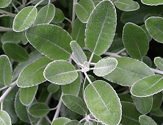 Brachyglottis compacta photographed at Inverewe Gardens, Poolewe, Scotland, UK