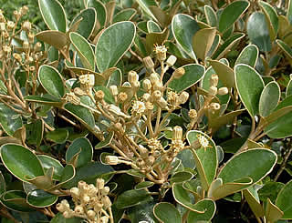 Brachyglottis elaeagnifolia photographed at Kilmartin, Argyll, Scotland, UK