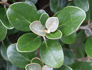 Brachyglottis elaeagnifolia ‘Joseph Armstrong’ photographed at Inverewe Gardens, Poolewe, Scotland, UK