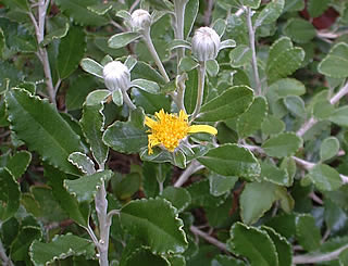 Brachyglottis monroi photographed at a Hebe Society member’s garden, Cheshire, UK