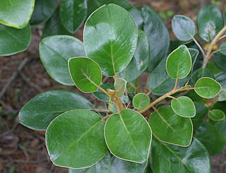 Brachyglottis rotundifolia photographed at Inverewe Gardens, Poolewe, Scotland, UK