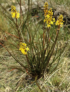 Bulbinella angustifolia photographed at Ohau Snow Fields, South Island, New Zealand