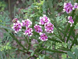 Carmichaelia odorata ‘Lakeside’ photographed at a Hebe Society member’s garden, Cheshire, UK