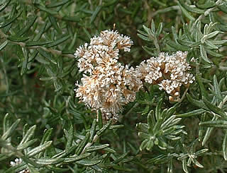 Cassinia vauvilliersii var albida photographed at a Hebe Society member’s garden, Cheshire, UK