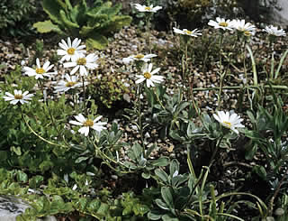 Celmisia bonplandii photographed at Sea View Garden, Dundonnell, West Ross, Scotand, UK