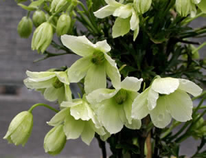 Clematis ‘Early Sensation’ photographed at the plant sales area, Wakehurst Place, Ardingly, Sussex, UK