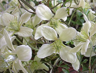 Clematis ‘Lunar Lass’ photographed at the 2003 East Cheshire Alpine Garden Society Show, Macclesfield, Cheshire, UK