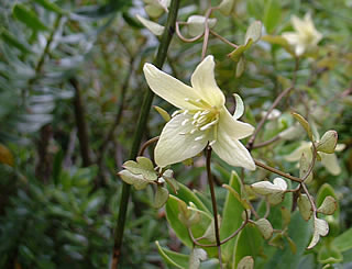 Clematis petriei photographed at a Hebe Society member’s garden, Cheshire, UK