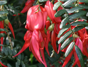 Clianthus puniceus photographed at Abbotsbury Gdns, Dorset, UK