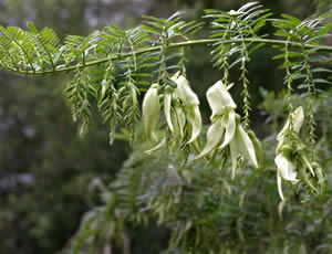 Clianthus puniceus ‘Albus’ photographed at Pine Lodge Garden, St Austell, Cornwall, UK