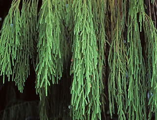 Dacrydium cupressinum photographed at Ellersley Racecourse, Auckland, New Zealand