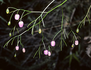 Dianella nigra photographed at Haruru, Waitangi, North Island, New Zealand