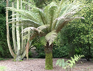 Dicksonia fibrosa photographed at Logan Botanic Garden, Stranraer, Scotland, UK