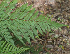 Dicksonia squarrosa photographed at Logan Botanic Garden, Stranraer, Scotland, UK