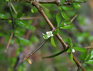 Discaria toumatou photographed at Logan Botanic Garden, Stranraer, Scotland, UK