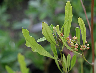 Dodonea viscosa photographed at Burncoose Nurseries, Redruth, Cornwall, UK