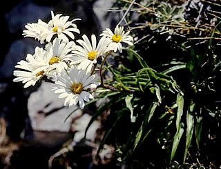 Dolichoglottis scorzoneroides photographed at Craigieburn, Canterbury, South Island, New Zealand