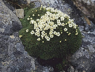 Donatia novae-zelandiae photographed at Ohau Snow Fields, Twizel, South Island, New Zealand