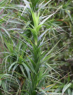 Dracophyllum arboreum photographed at Logan Botanic Garden, Stranraer, Scotland, UK