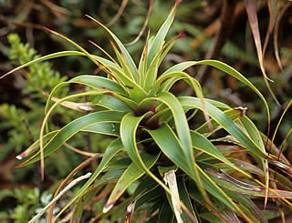 Dracophyllum menziesii photographed at Upper Hollyford Valley, Fiordland, South Island, New Zealand