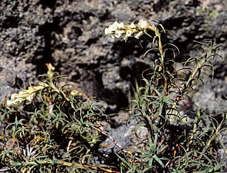 Dracophyllum recurvum photographed at Tongariro National Park, North Island, New Zealand