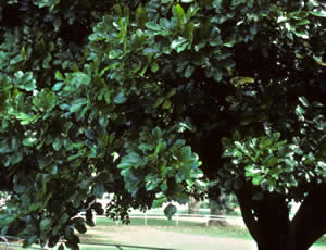 Dysoxylum spectabile photographed at Ellersley Racecourse, Auckland, North Island, New Zealand