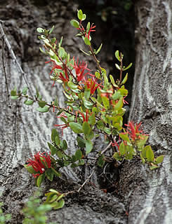 Elytranthe tetrapetala photographed at Ohau Snow Fields Lodge, Twizel, South Island, New Zealand