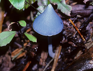 Entoloma lochstetteri photographed at Shanty Town, Greymouth, Westland, South Island, New Zealand