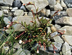 Epilobium alsinoides photographed at Mount Blackbirch, South Island, New Zealand