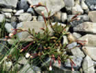 For more information on Epilobium alsinoides, and a larger view 30K