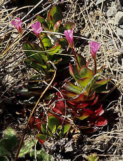 Epilobium crassum photographed at Mount St Patrick, St James Range, South Island, New Zealand