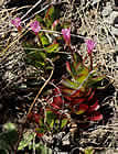 For more information on Epilobium crassum, and a larger view 30K