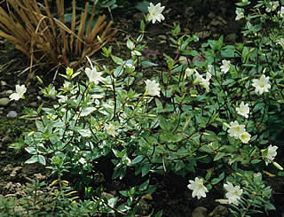 Epilobium glabellum photographed at a Hebe Society member’s garden, Cheshire, UK