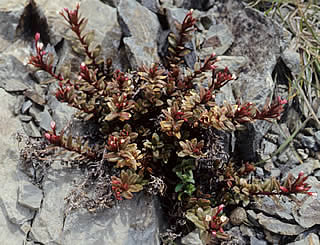 Epilobium pycnostachyum photographed at Mount St Patrick, St James Range, South Island, New Zealand