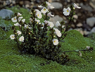 Euphrasia cuneata photographed at Tongariro National Park, North Island, New Zealand