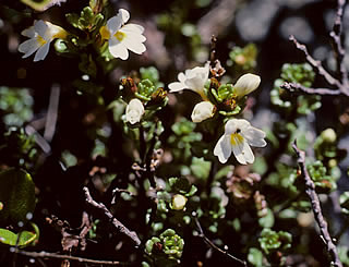 Euphrasia laingii photographed at Hooker Valley, Mount Cook National Park, South Island, New Zealand