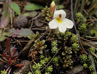 Euphrasia monroi photographed at Mount Lyford, Seaward Kaikouras, South Island, New Zealand