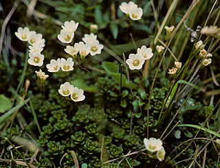Forstera bidwillii var densifolia photographed at Mount Egmont (Taranaki), North Island, New Zealand