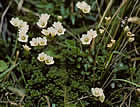 For more information on Forstera bidwillii var densifolia, and a larger view 30K