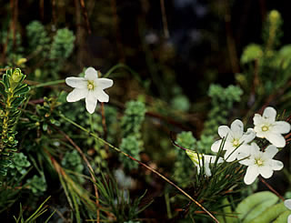 Forstera sedifolia photographed at Cleddau Valley, Fiordland, South Island, New Zealand