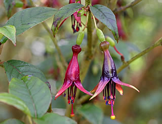 Fuchsia excorticata photographed at Logan Botanic Garden, Stranraer, Scotland, UK