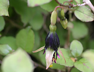 Fuchsia perscandens photographed at Logan Botanic Garden, Stranraer, Scotland, UK