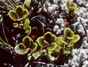 Gaultheria antipoda photographed at Tongariro National Park, North Island, New Zealand