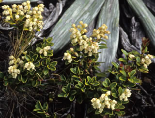 Gaultheria crassa photographed at Mount St Patrick, St James Range, South Island, New Zealand